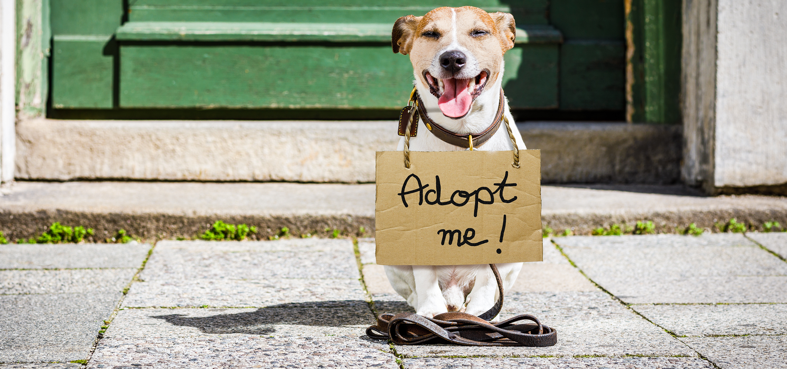 Dezelfde hoorbaar protest Adopties - Het Blauwe Kruis van België